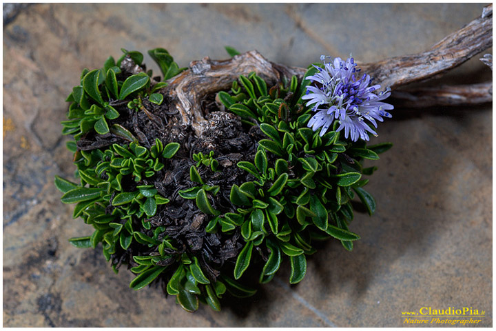 globularia cordifolia, fiori di montagna, fiori della Liguria, alpi Liguri, appennino ligure, Val d'Aveto